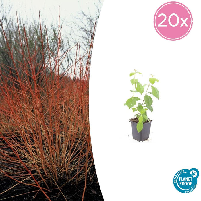 Cornus sanguinea 'Midwinter Fire' - ↕10-25cm - Ø9cm - 20x