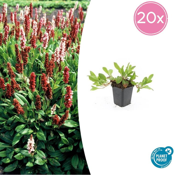 Persicaria affinis 'Darjeeling Red' - Duizendknoop - ↕10-25cm - Ø9cm - 20x