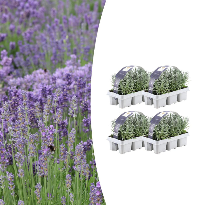 Lavendel Angustifolia - ↕15cm - Ø7cm - 24x