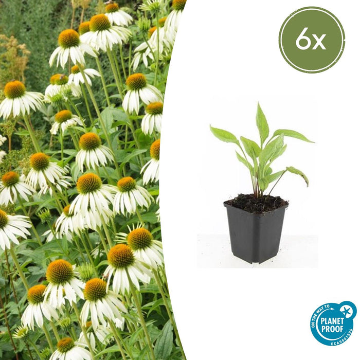 Echinacea purpurea 'White Swan' - Zonnehoed - ↕10-25cm - Ø9cm - 6x