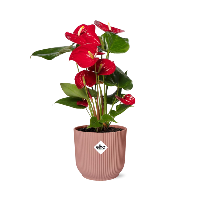 Anthurium Red Ø12cm - in roze elho Vibes Fold Ø14cm