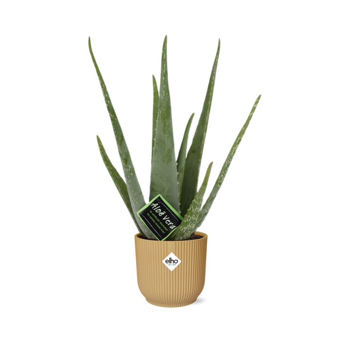 Aloe Vera 12cm in elho Vibes Fold Ø14cm geel