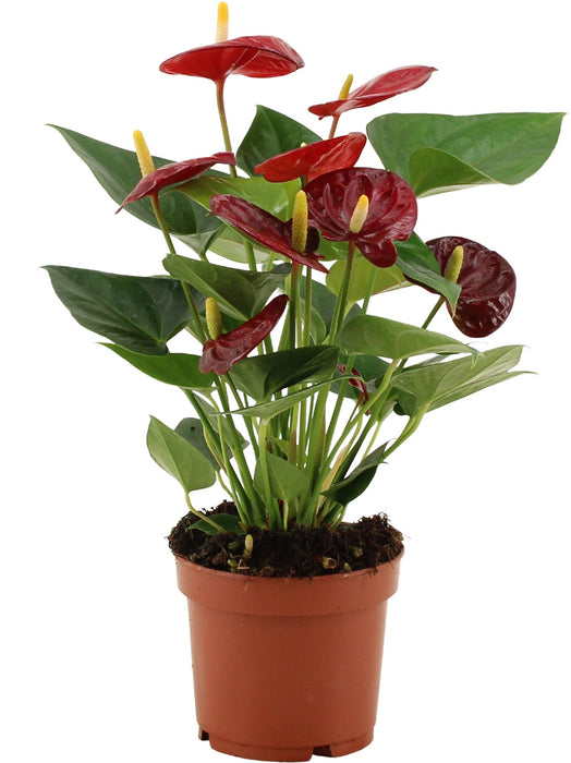 Anthurium Calon - ↕36cm - Ø12cm