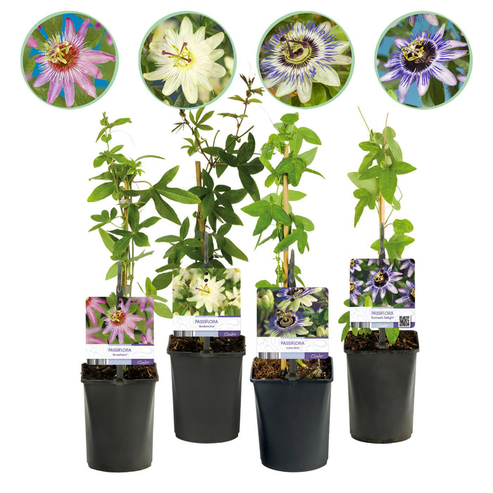 Passiebloem - Passiflora Rainbow - Bloem Roze Wit Paars Groen - ↕40cm - Ø11cm - 4x
