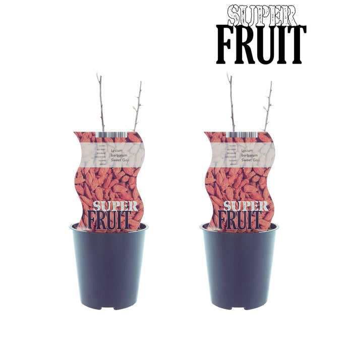 Lycium Sweet Goji (Gojibes) - ↕30cm - Ø12cm - 2x