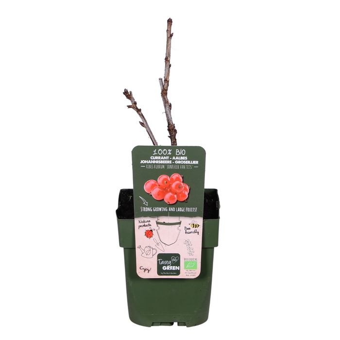 Ribes Rubrum 'Jonkheer van Tets' - Aalbes - ↕45cm - Ø13cm