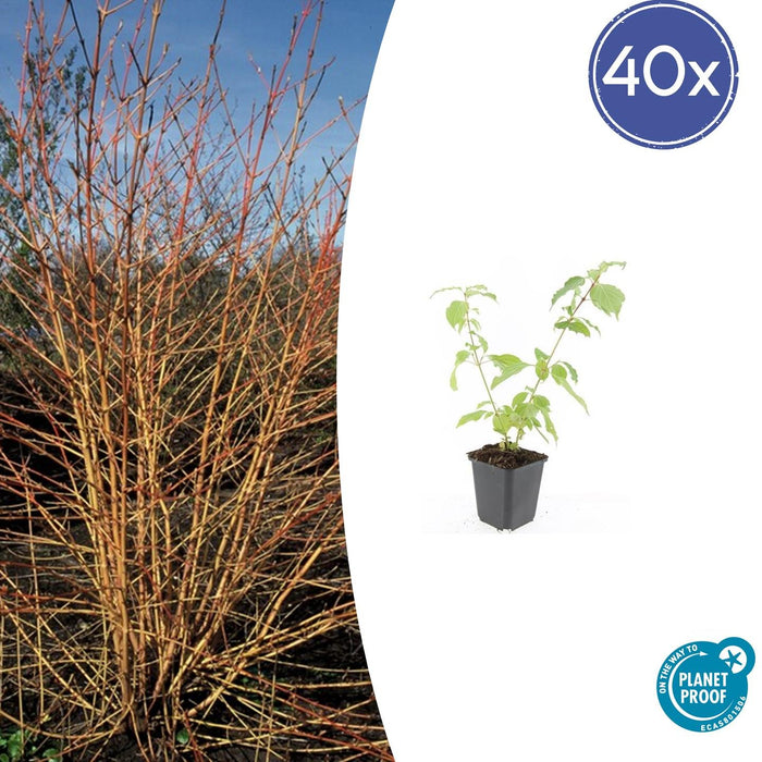 Cornus sanguinea 'Anny's Winter Orange' - ↕10-25cm - Ø9cm - 40x