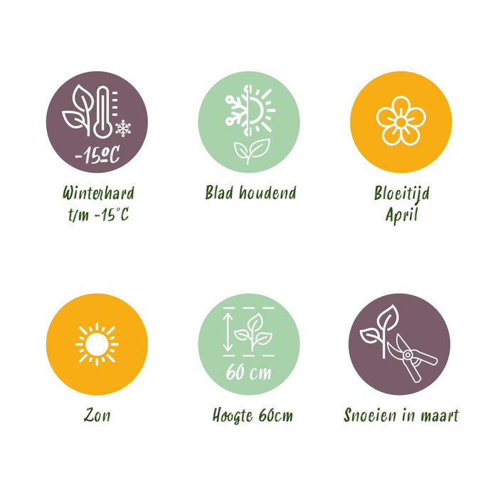 Festuca glauca Intense Blue  - Blauw - 4 Planten - Bladhoudend - Weinig Onderhoud - Pot 17cm Hoogte 50cm