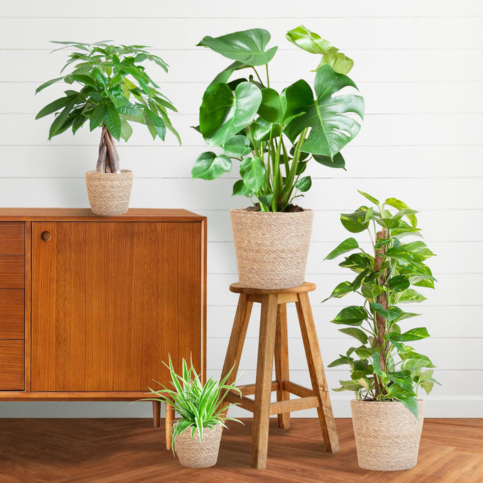 Makkelijke Plantenbox - medium - met mand Sofia