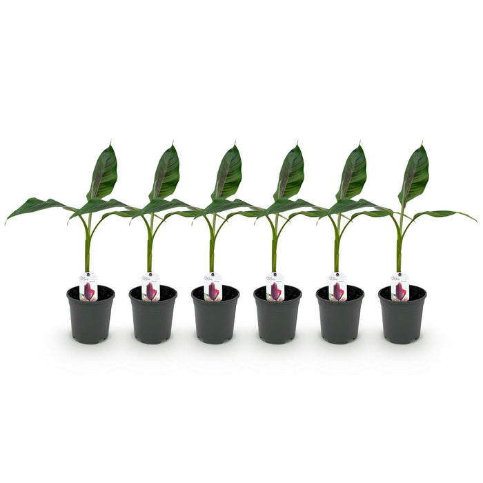 Fruitplant - Bananen plant - Musa sikkemensis Red Tiger - Winterhard - 6 planten - Pot 17cm Hoogte 40cm