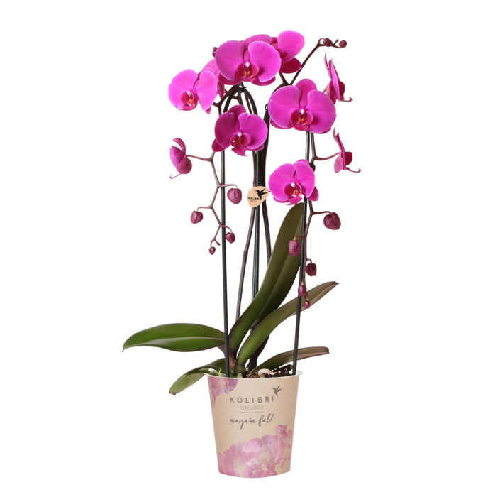 Paarse phalaenopsis orchidee potmaat Ø12cm | Freeride | bloeiende kamerplant