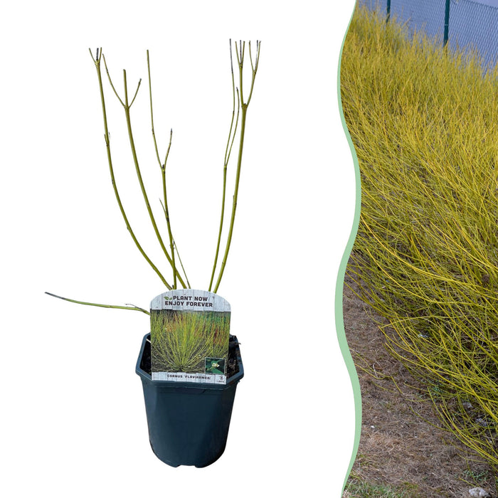 Heesters - Cornus alba Flaviramea - Groene Takken - 1 Plant - Bladverliezend - Weinig Onderhoud - Pot 17cm Hoogte 45cm
