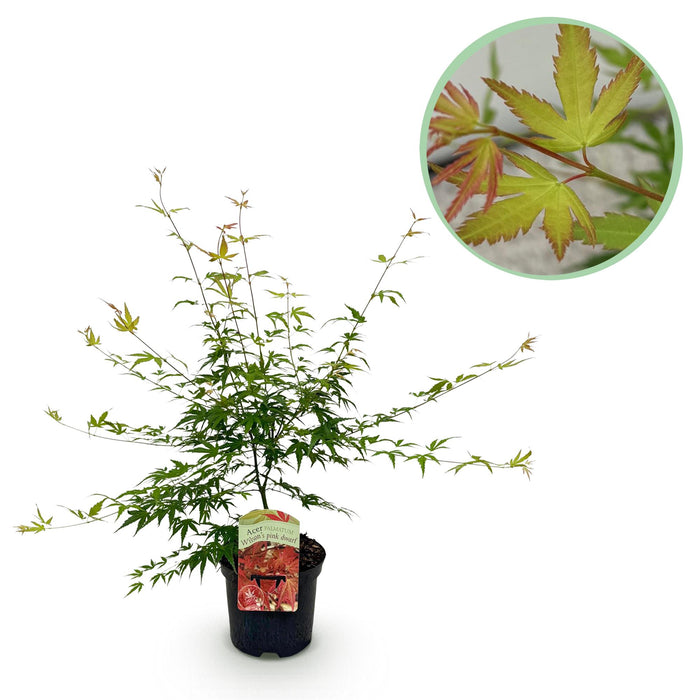 Terrasplant - Japanse Esdoorn - Acer palmatum Pink Dwarf - Roze - Bladverliezend - ↕70cm - Ø19cm