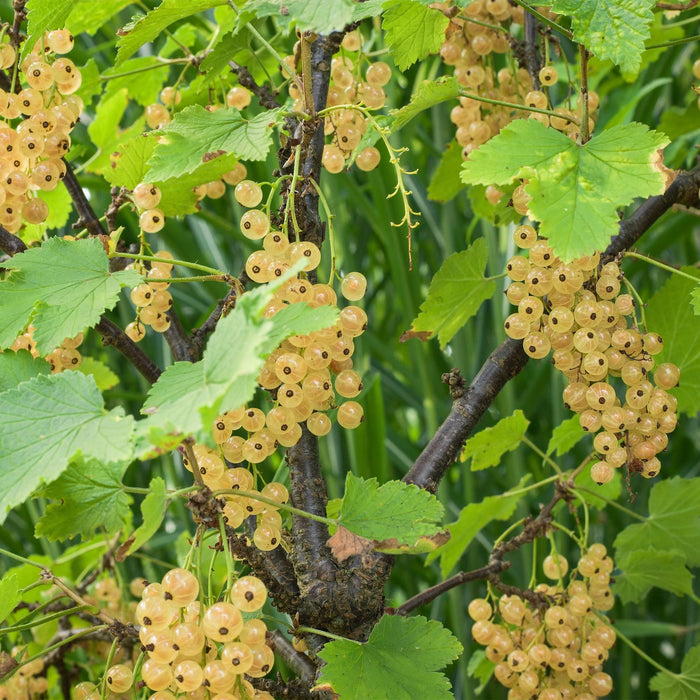 Fruitplant - Aalbes - Ribes rubrum White Pearl - Witte Bes - 2 planten -  Pot 11cm Hoogte 40cm