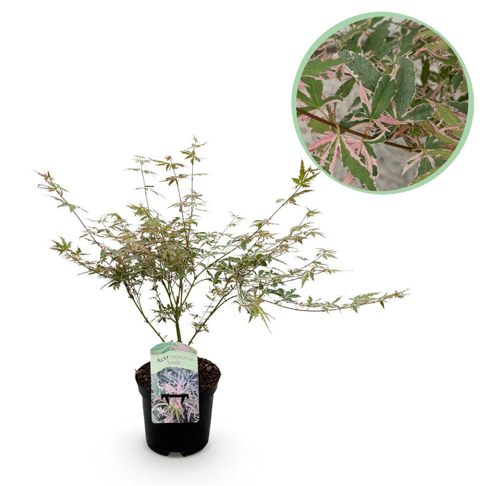 Terrasplant - Japanse Esdoorn - Acer Palmatum Iyoshi - Roze - Bladverliezend - ↕70cm - Ø19cm