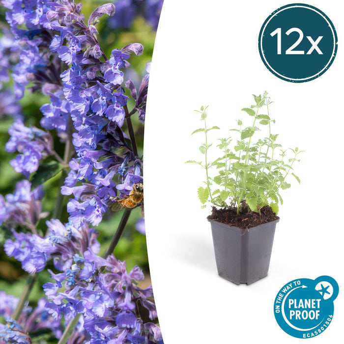 Nepeta 'Six Hills Giant' - Kattekruid - ↕10-25cm - Ø9cm - 12x