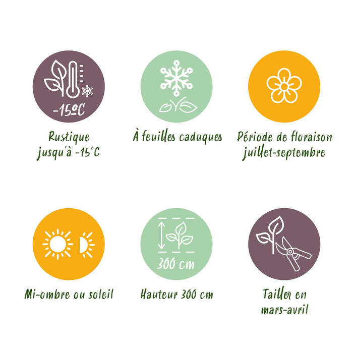 Heesters - Hibiscus syriacus Woodbridge - Bloem Roze - 1 Plant - Bladverliezend - Weinig Onderhoud - Pot 17cm Hoogte 45cm