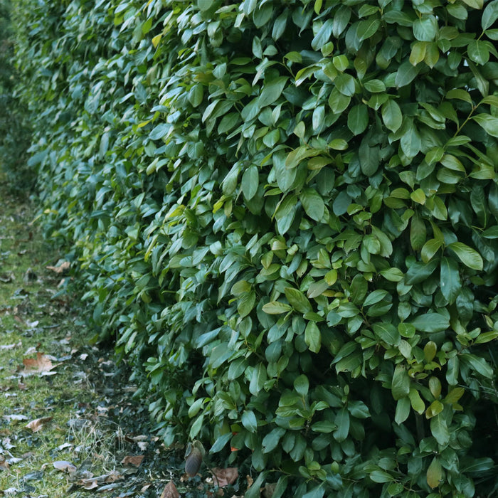 Haagplanten - Prunus laurocerasus Etna - blad groen - 6 planten - 1 strekkende meter - groenblijvend - pot 17cm hoogte 50cm