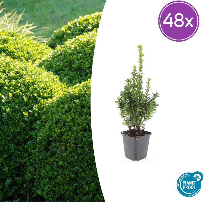 Buxus Sempervirens - ↕10-25cm - Ø9cm - 48x