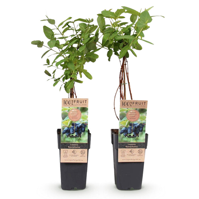 Fruitplant - Honingbes - Lonicera caerulea Kamchatika - Blauwe Bes - 2 planten - Pot 15cm Hoogte 50cm