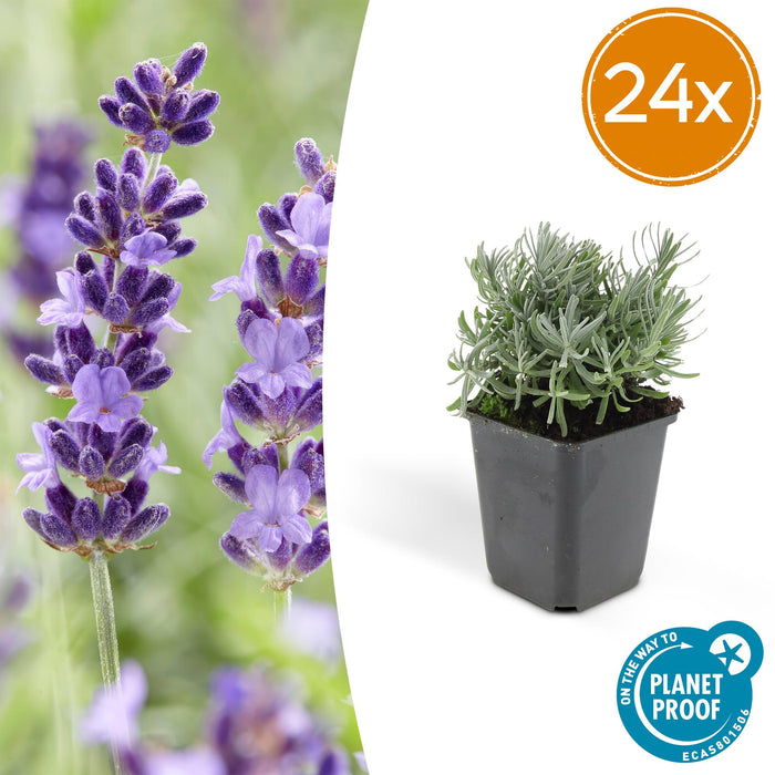 Lavandula 'Hidcote' - ↕10-25cm - Ø9cm - 24x