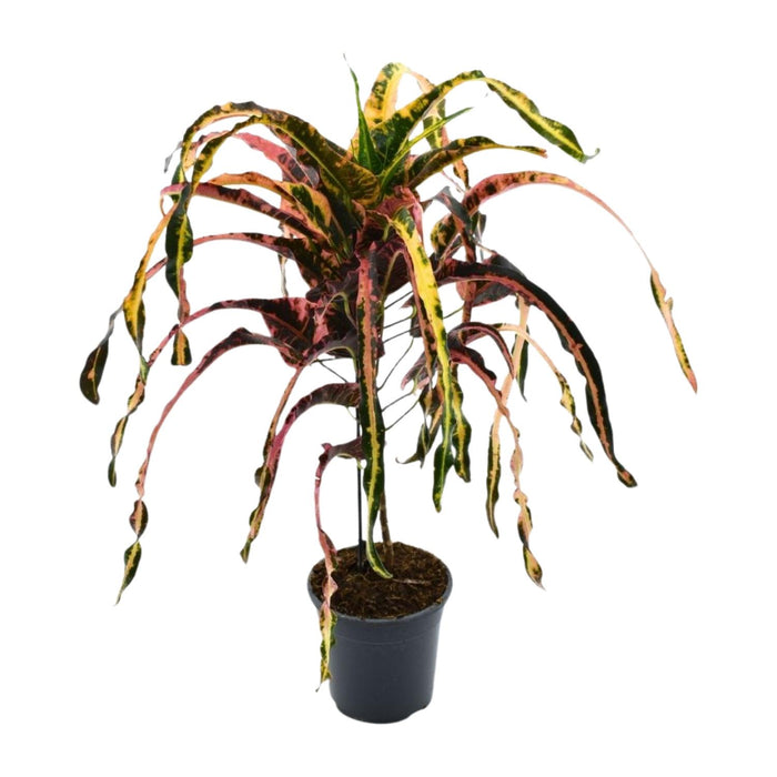 Croton Dreadlock - Codiaeum - Ø19cm - ↕85cm