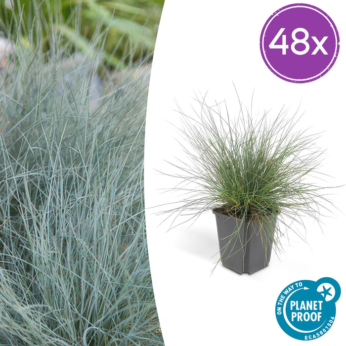 Festuca glauca 'Elijah Bleu' - ↕10-25cm - Ø9cm - 48x