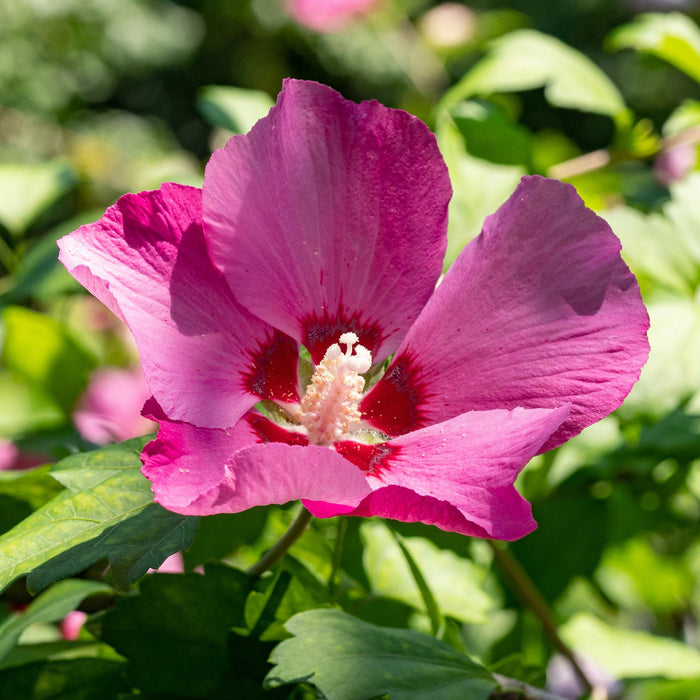 Heesters - Hibiscus syriacus Woodbridge - Bloem Roze - 1 Plant - Bladverliezend - Weinig Onderhoud - Pot 17cm Hoogte 45cm