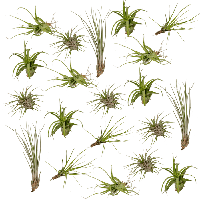 Tillandsia Air mix - 20 stuks - 6 cm - ø6 | Luchtplantjes