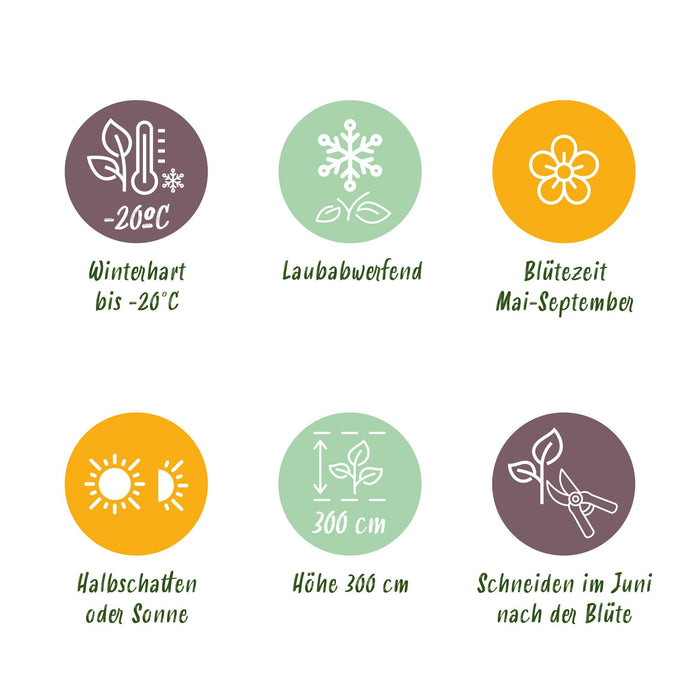 Klimplant - Clematis Blue Angel - Bloem Licht Blauw - Weinig onderhoud -2 planten -  Pot 11cm Hoogte 40cm