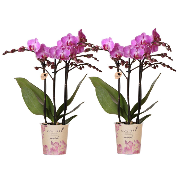 COMBI DEAL van 2 Roze Phalaenopsis orchideeën - Vienna - Ø9cm | bloeiende kamerplant