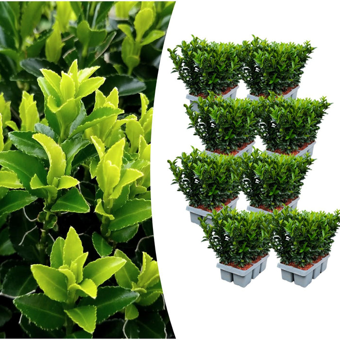 Euonymus 'Green Spire' - ↕15cm - Ø7cm - 48x