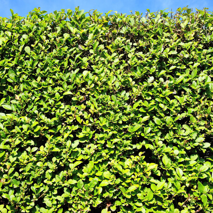 Haagplanten - Ligustrum ovalifolium -  blad groen - 6 planten - 1 strekkende meter - groenblijvend - pot 17cm hoogte 55cm