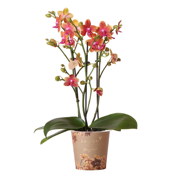 Oranje geurende Phalaenopsis orchidee - Fragrance orange - potmaat Ø12cm | bloeiende kamerplant