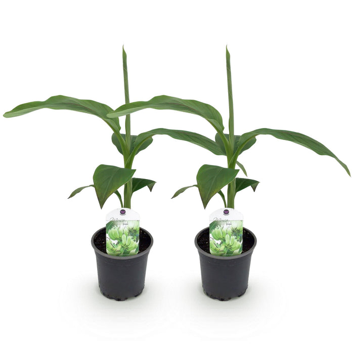 Fruitplant - Bananen plant - Musa Basjoo - Winterhard - 2 planten - Pot 12cm Hoogte 30cm