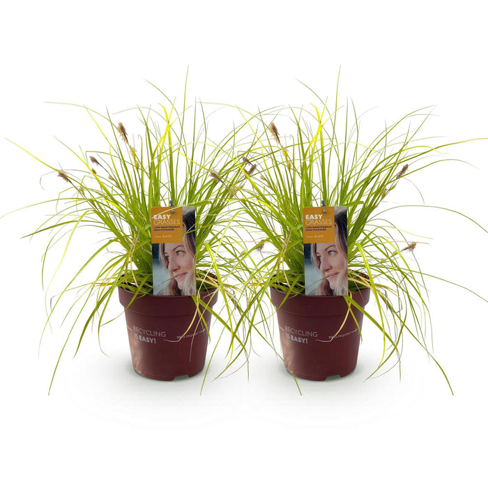 Carex oshimensis Everillo - Geel - 2 Planten - Bladhoudend - Weinig Onderhoud - Pot 17cm Hoogte 50cm