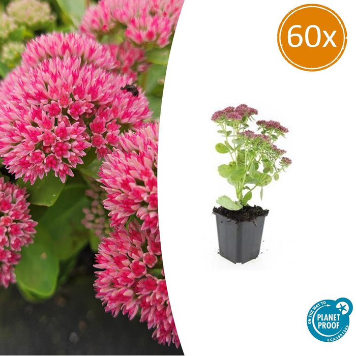 Sedum 'Herbstfreude' - Hemelsleutel - ↕10-25cm - Ø9cm - 60x
