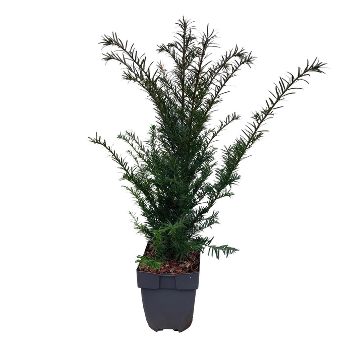 Haagplanten - Taxus baccata - 6 planten - 1 strekkende meter - groenblijvend - pot 17cm hoogte 60cm