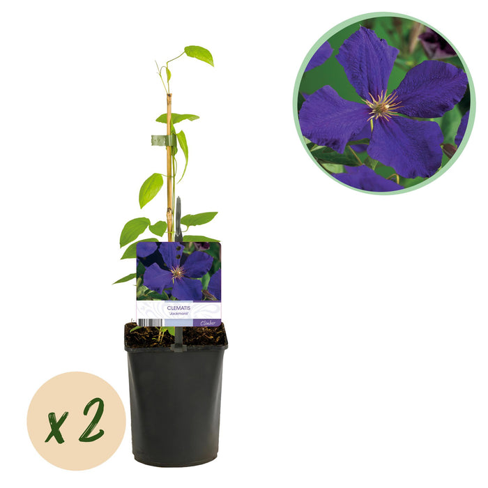 Clematis Jackmanii - Bosrank - Bloem Blauw - ↕40cm - Ø11cm - 2x