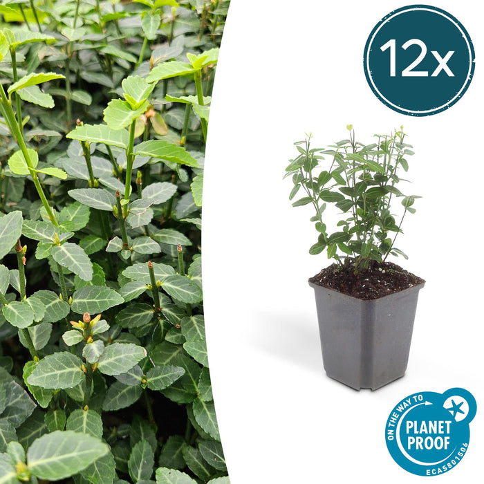 Euonymus fortunei radicans - Japanse Kardinaalsmuts - ↕10-25cm - Ø9cm - 12x