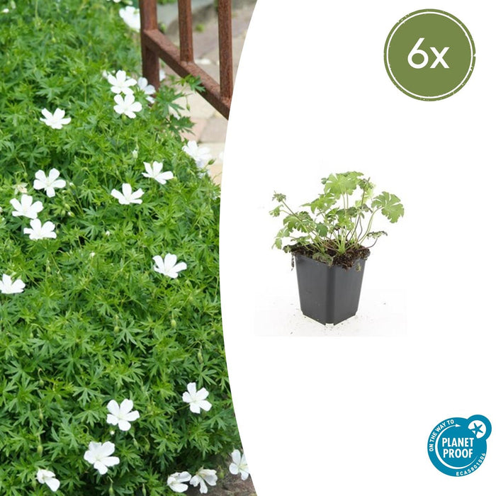 Geranium sanguineum 'Album' - ↕10-25cm - Ø9cm - 6x