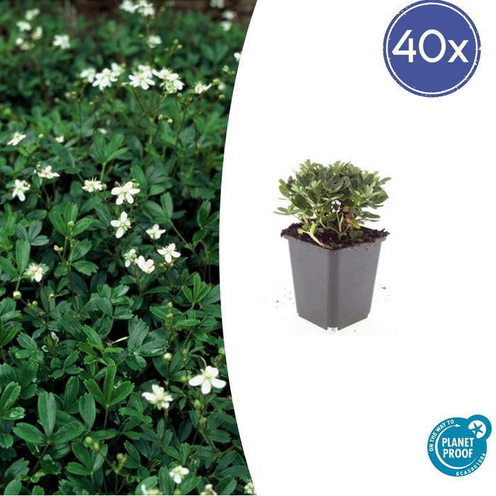Potentilla tridentata 'Nuuk' - Ganzerik - ↕10-25cm - Ø9cm - 40x