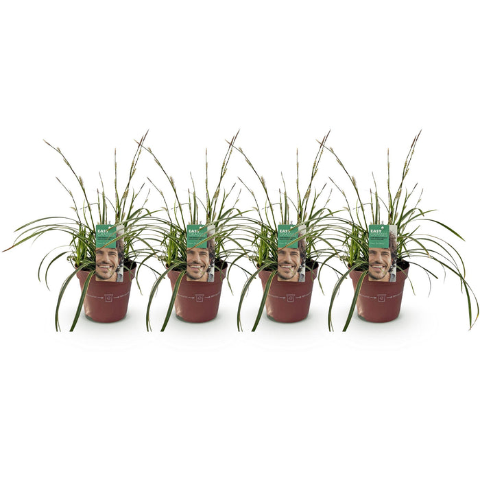 Siergrassen - Carex morrowii Ice Dance  - Wit & Groen - 4 Planten - Bladhoudend - Weinig Onderhoud - Pot 17cm Hoogte 50cm