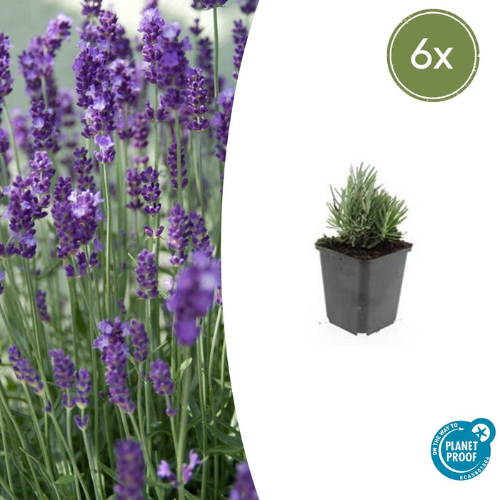 Lavandula Angustifolia 'Dwarf Blue' - ↕10-25cm - Ø9cm - 6x
