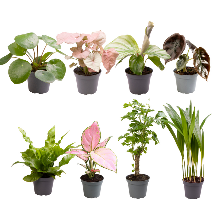 Baby Plantjes Verrassingsbox - ↕12cm - Ø6cm - 8x