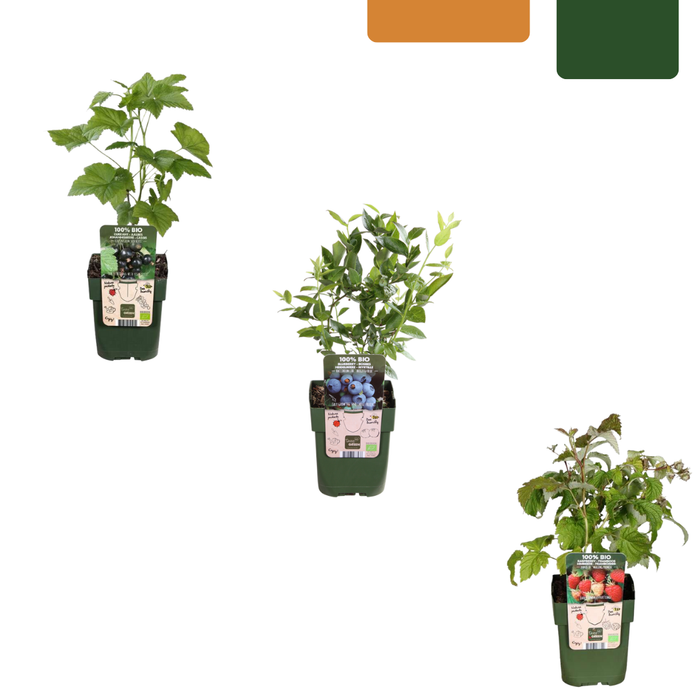 Fruitplanten mix BIO set van 3 verschillende soorten - ↕20-25cm - Ø13cm "Vruchten feestje"