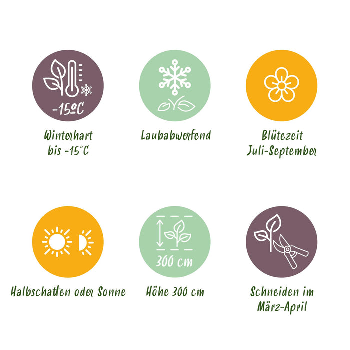 Heesters - Hibiscus syriacus Hamabo - Bloem Licht roze - 1 Plant - Bladverliezend - Weinig Onderhoud - Pot 17cm Hoogte 45cm