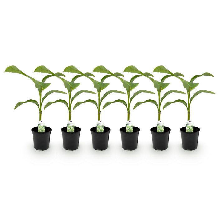 Fruitplant - Bananen plant - Musa Basjoo - Winterhard - 6 planten - Pot 17cm Hoogte 40cm