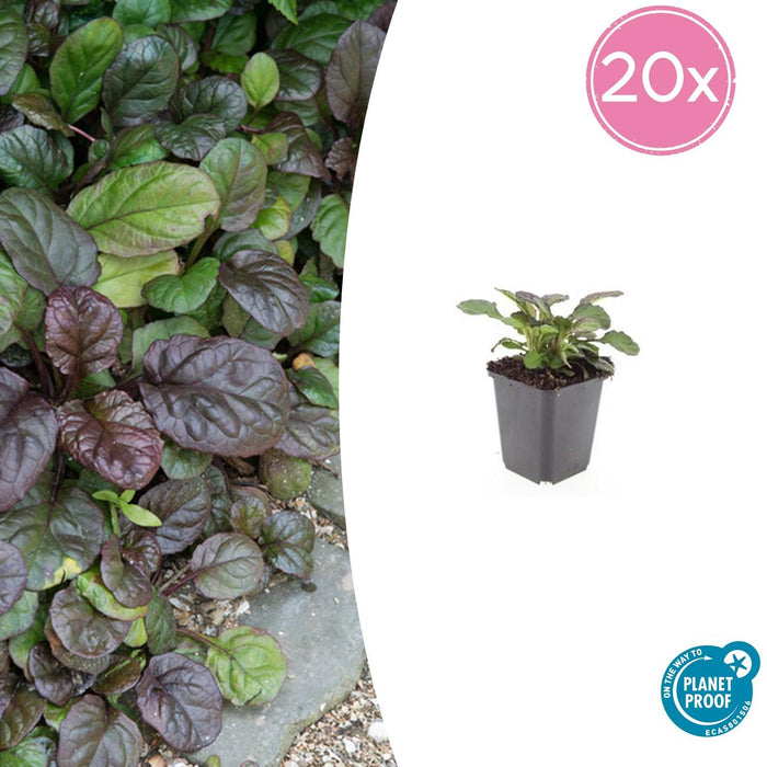 Ajuga reptans 'Catlin's Giant' - Kruipend Zenegroen - ↕10-25cm - Ø9cm - 20x