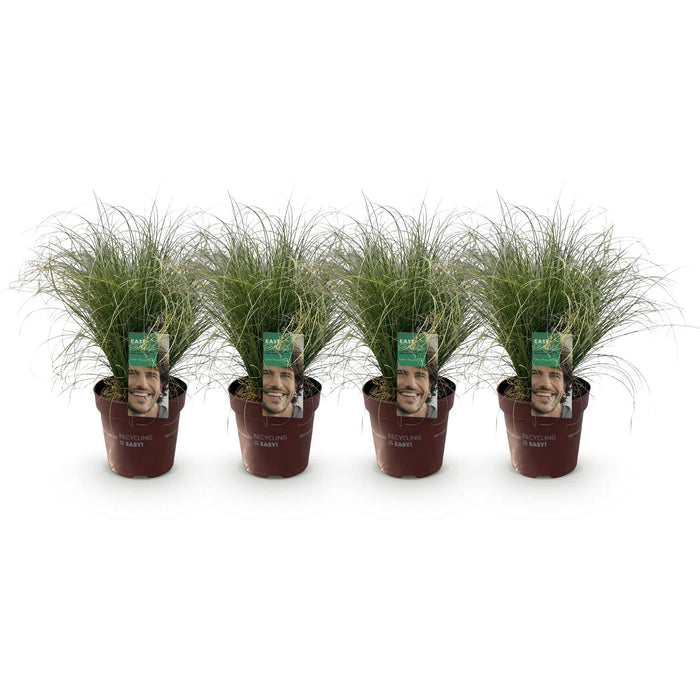 Carex comans Frosted Curls - Groen - 4 Planten - Bladhoudend - Weinig Onderhoud - Pot 17cm Hoogte 50cm